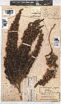 Erica triflora image