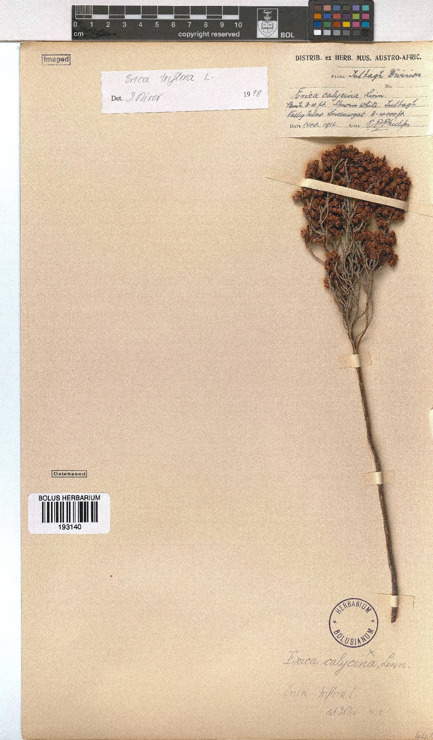 Erica triflora image