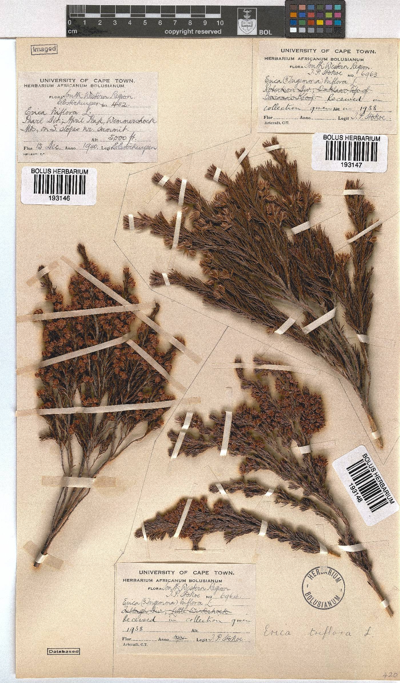 Erica triflora image