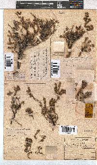 Erica depressa image