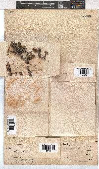 Erica depressa image