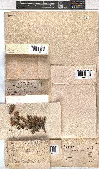 Erica depressa image