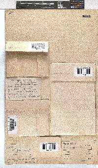 Erica depressa image