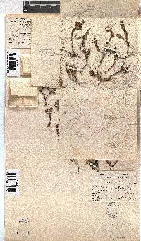 Erica depressa image