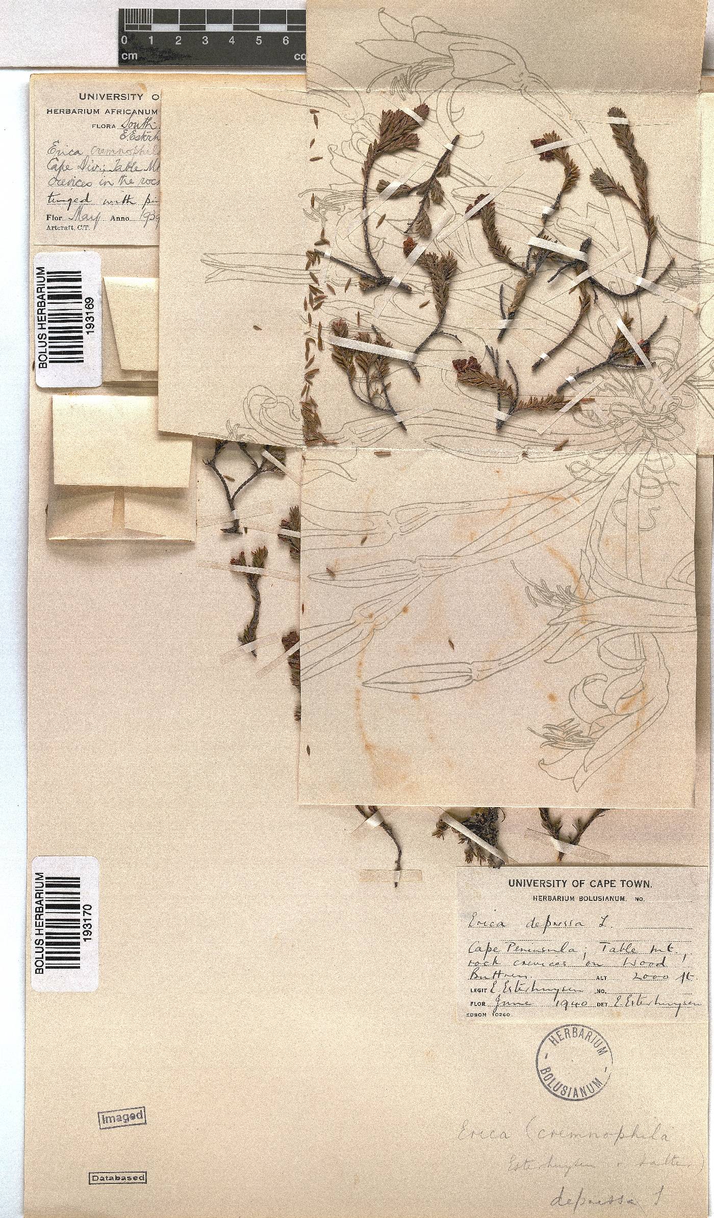 Erica depressa image