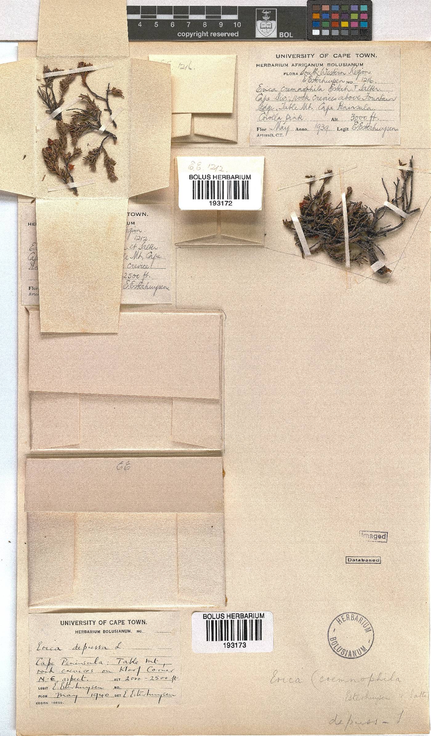 Erica depressa image