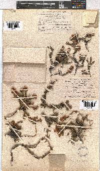 Erica depressa image