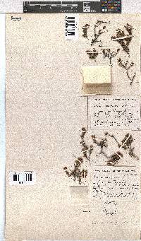 Erica depressa image