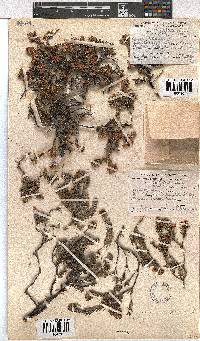 Erica depressa image