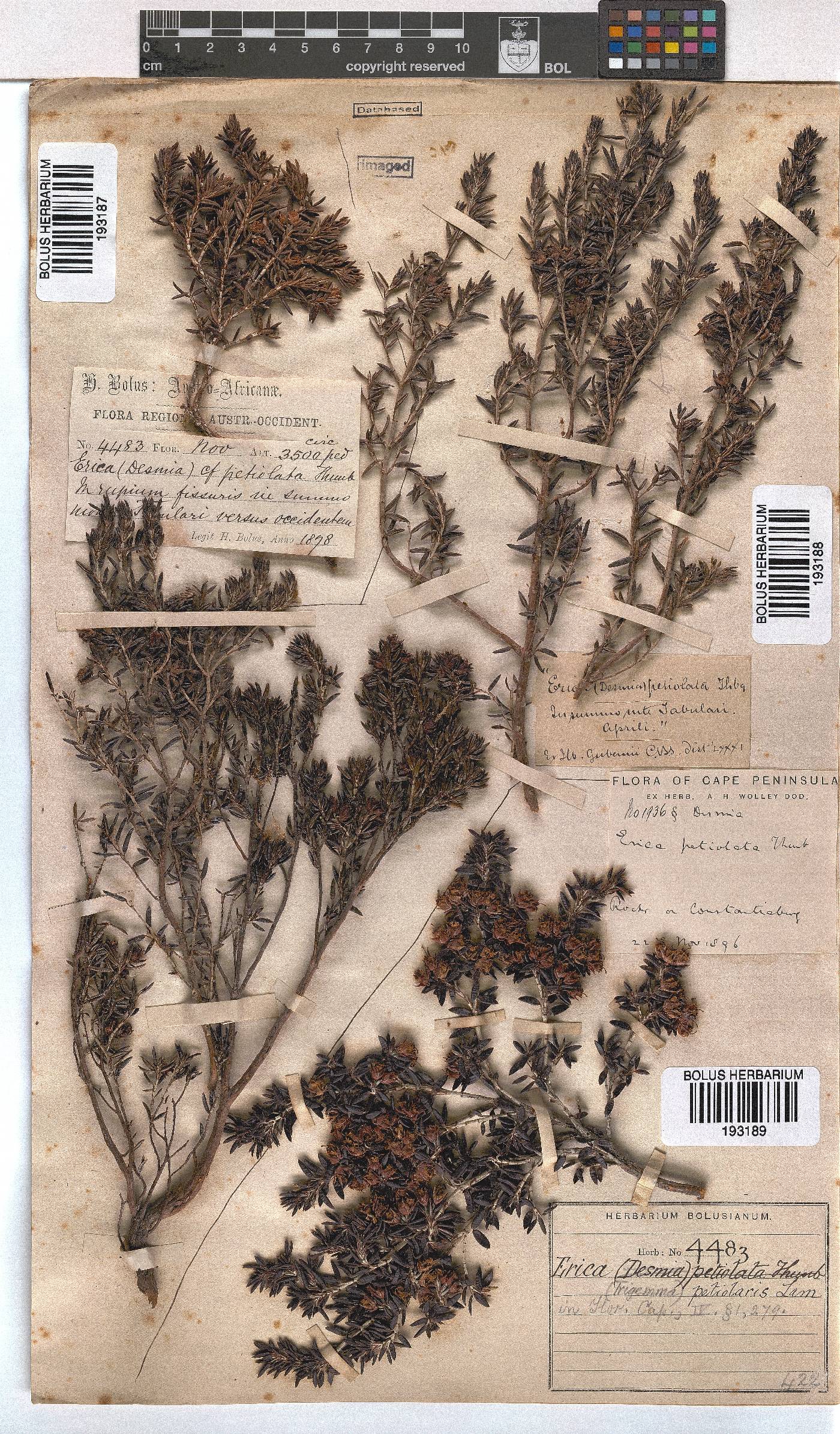 Erica petiolaris image