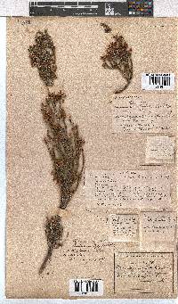 Erica selaginifolia image