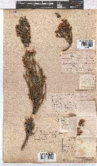 Erica selaginifolia image