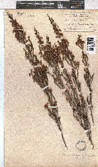 Erica selaginifolia image