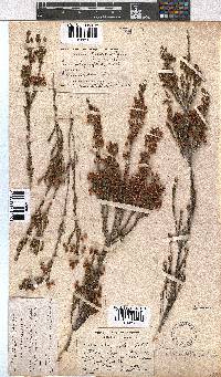 Erica selaginifolia image