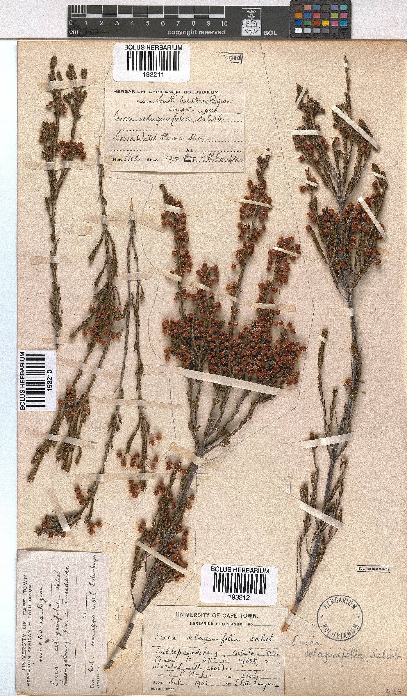 Erica selaginifolia image