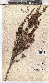 Erica selaginifolia image