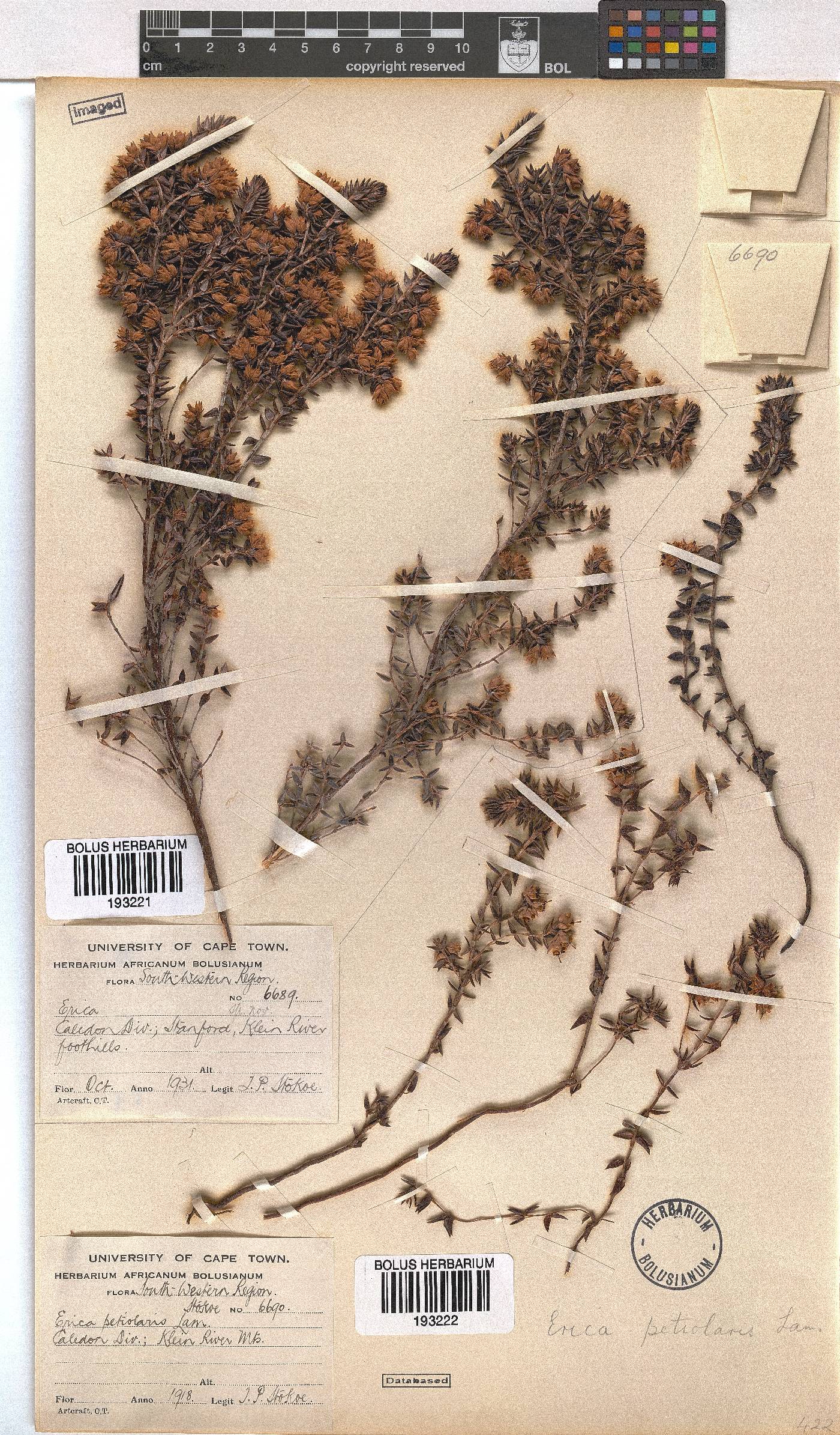 Erica petiolaris image