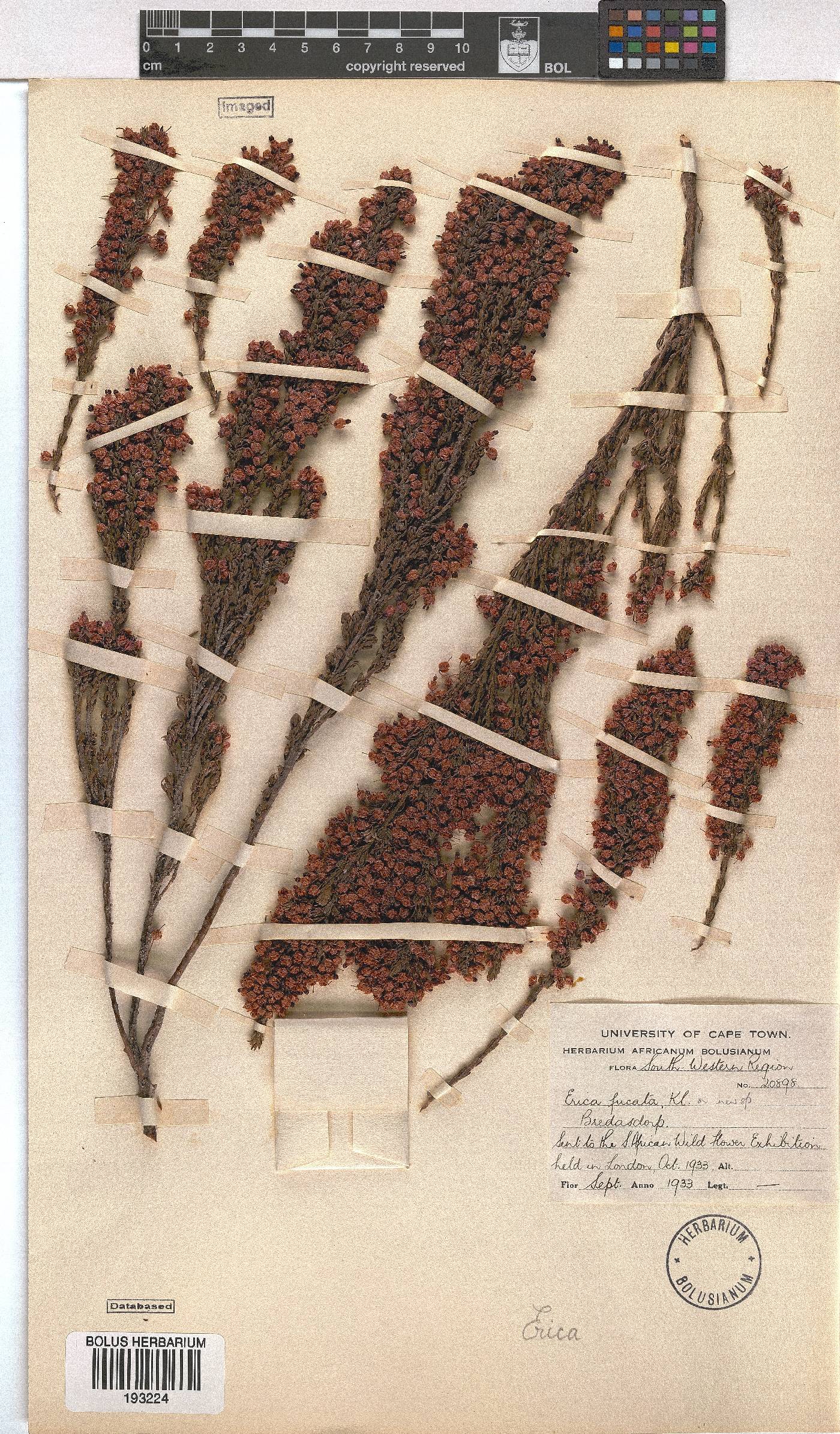 Erica gracilipes image