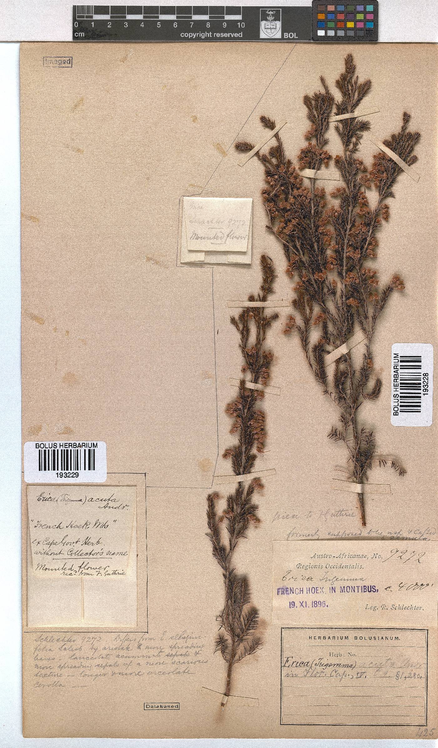 Erica acuta image