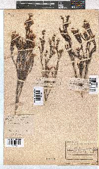 Erica brevifolia image