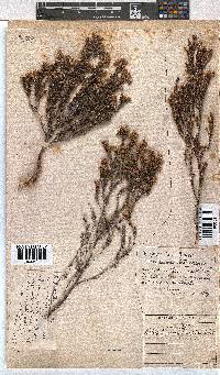 Erica brevifolia image