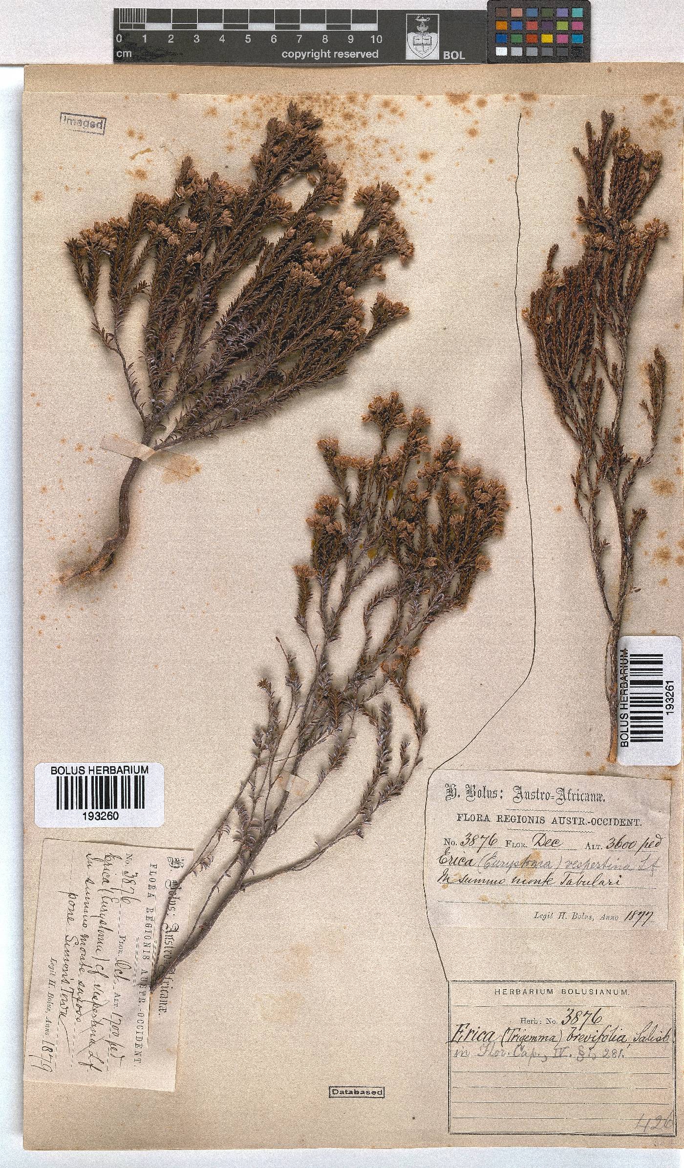 Erica brevifolia image