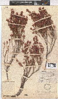 Erica brevifolia image