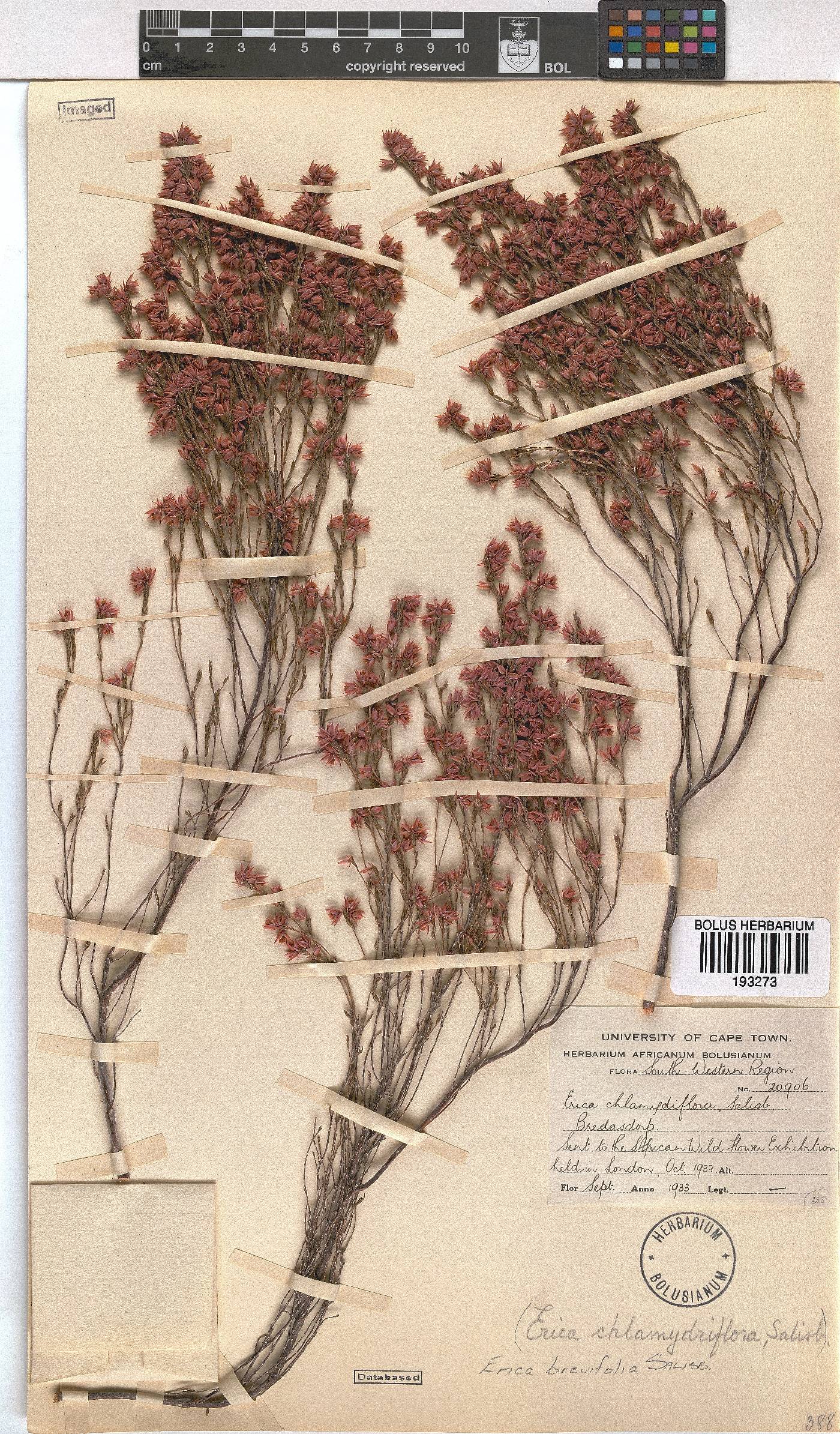 Erica brevifolia image