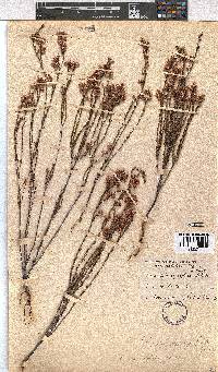 Erica brevifolia image