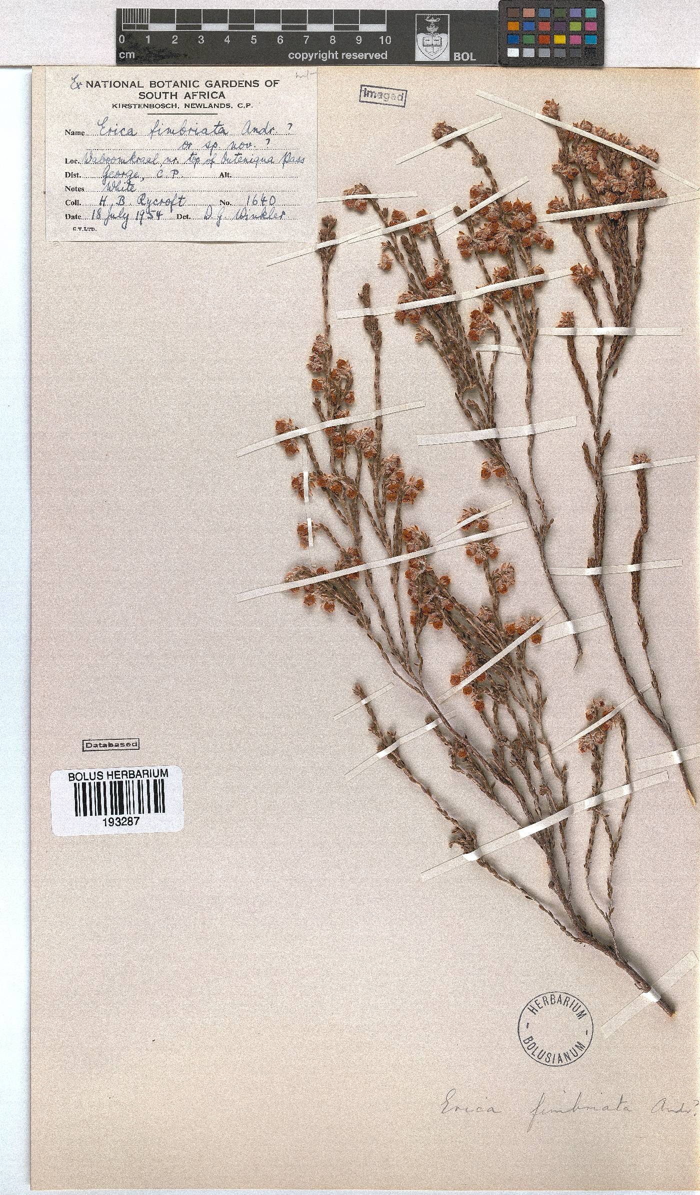 Erica fimbriata image