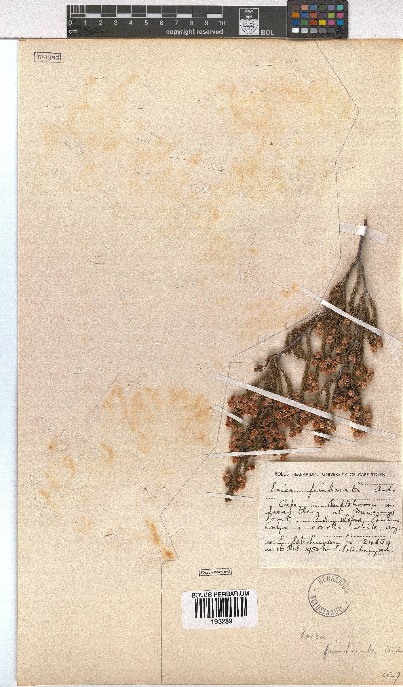 Erica fimbriata image