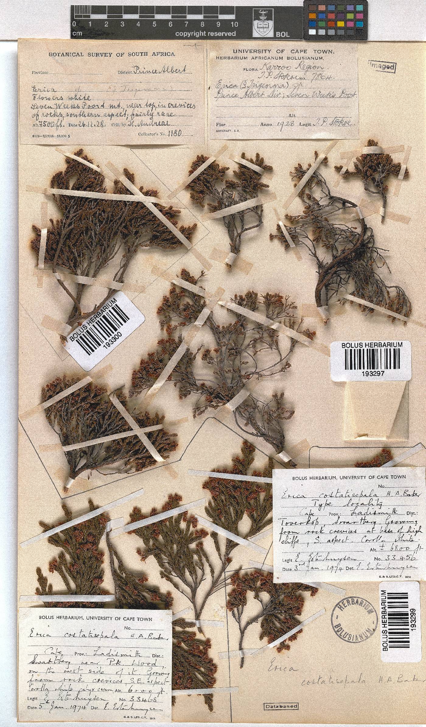 Erica costatisepala image