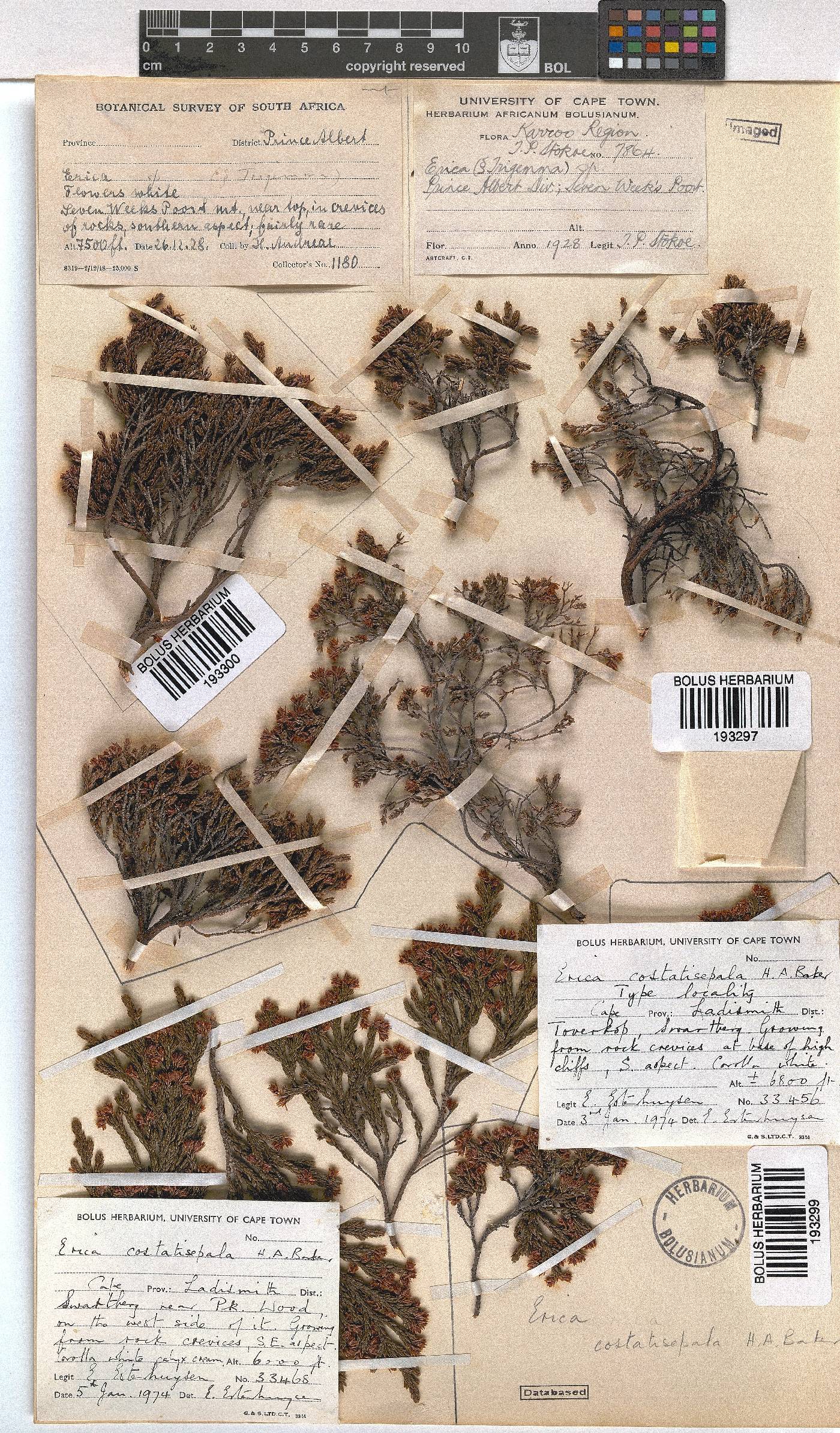 Erica costatisepala image