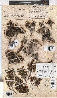 Erica costatisepala image