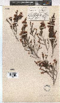 Erica altevivens image