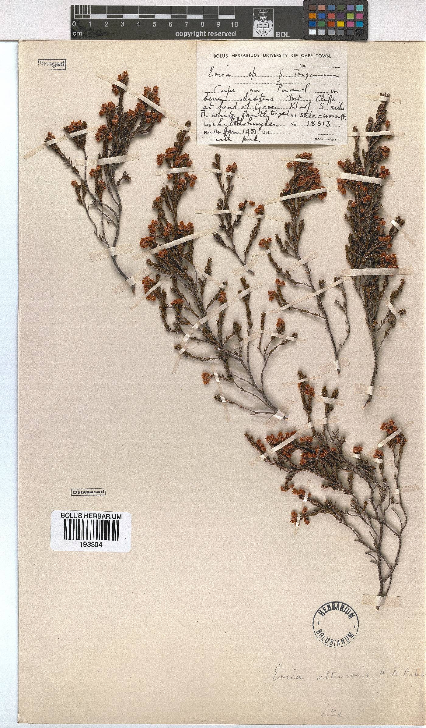 Erica altevivens image