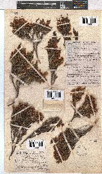 Erica altevivens image