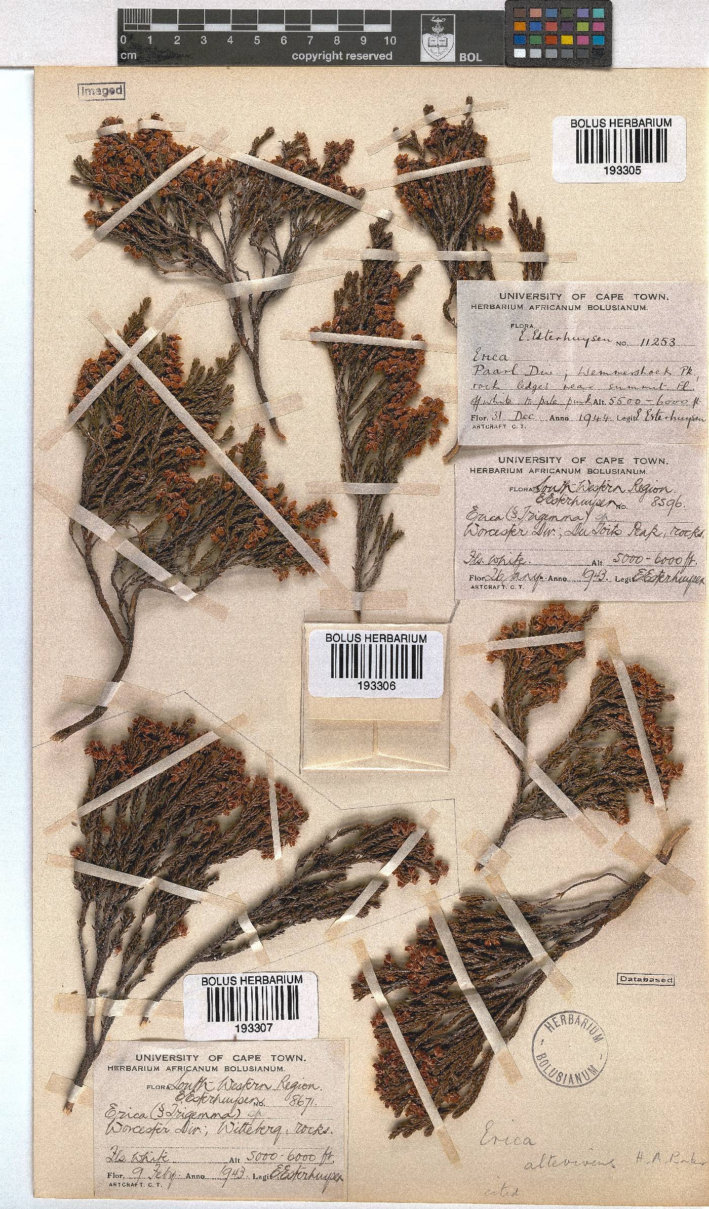 Erica altevivens image