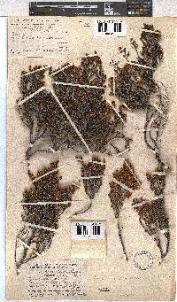 Erica altevivens image