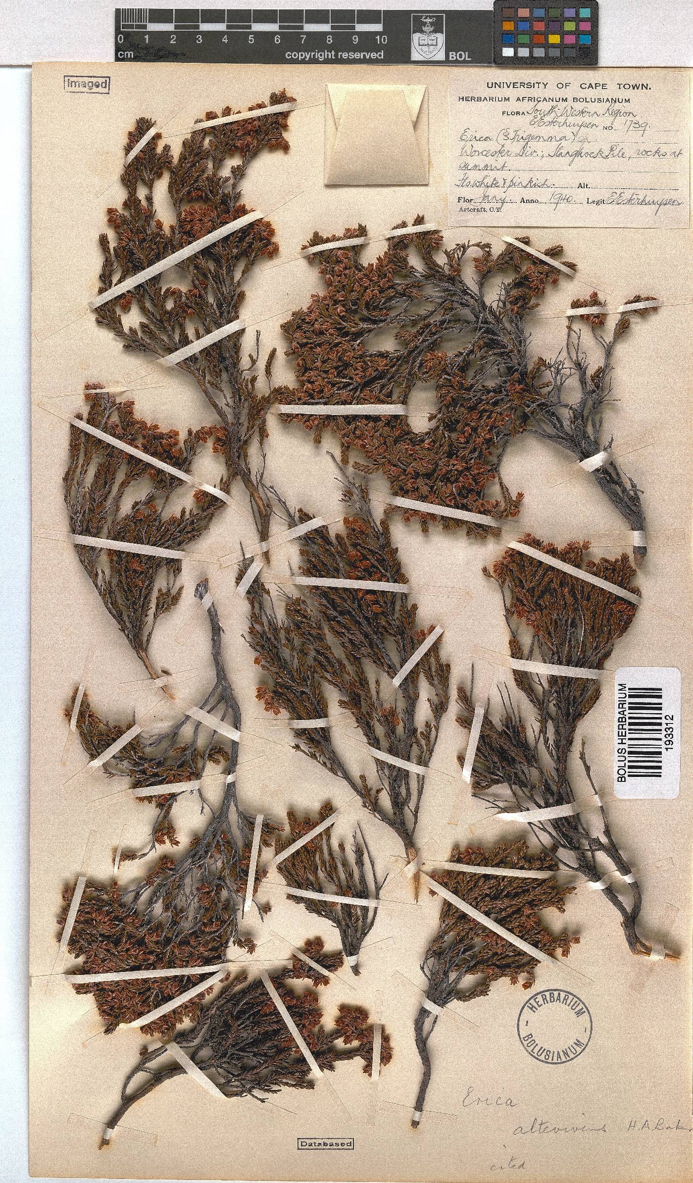 Erica altevivens image