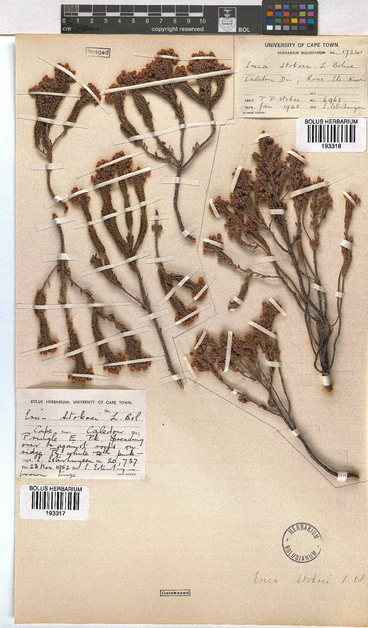 Erica stokoei image