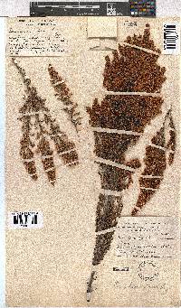 Erica leucanthera image