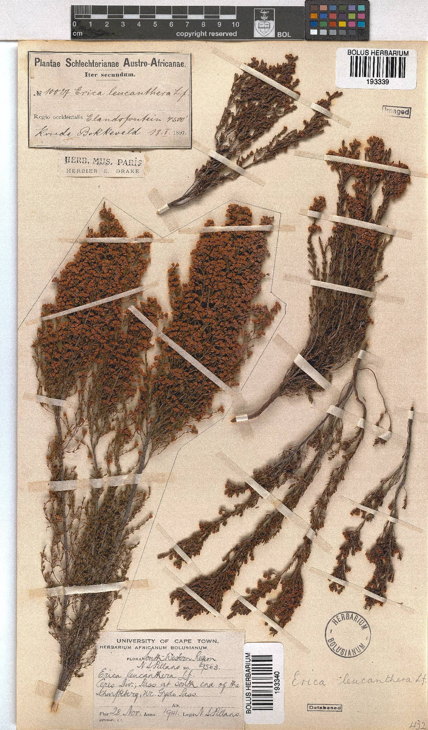 Erica leucanthera image