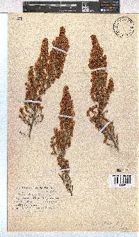 Erica leucanthera image