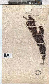 Erica leucanthera image