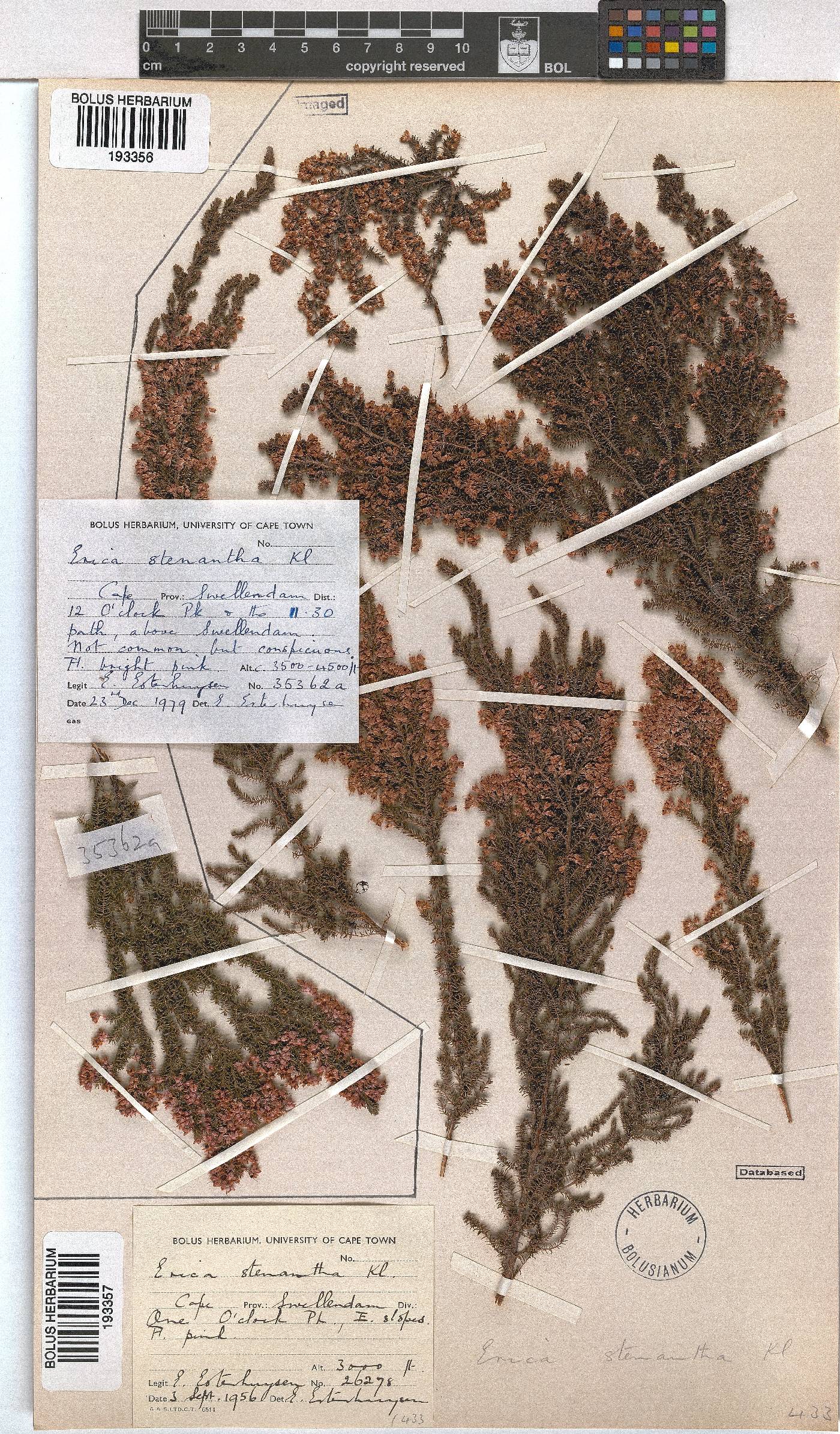 Erica stenantha image