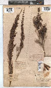 Erica nemorosa image