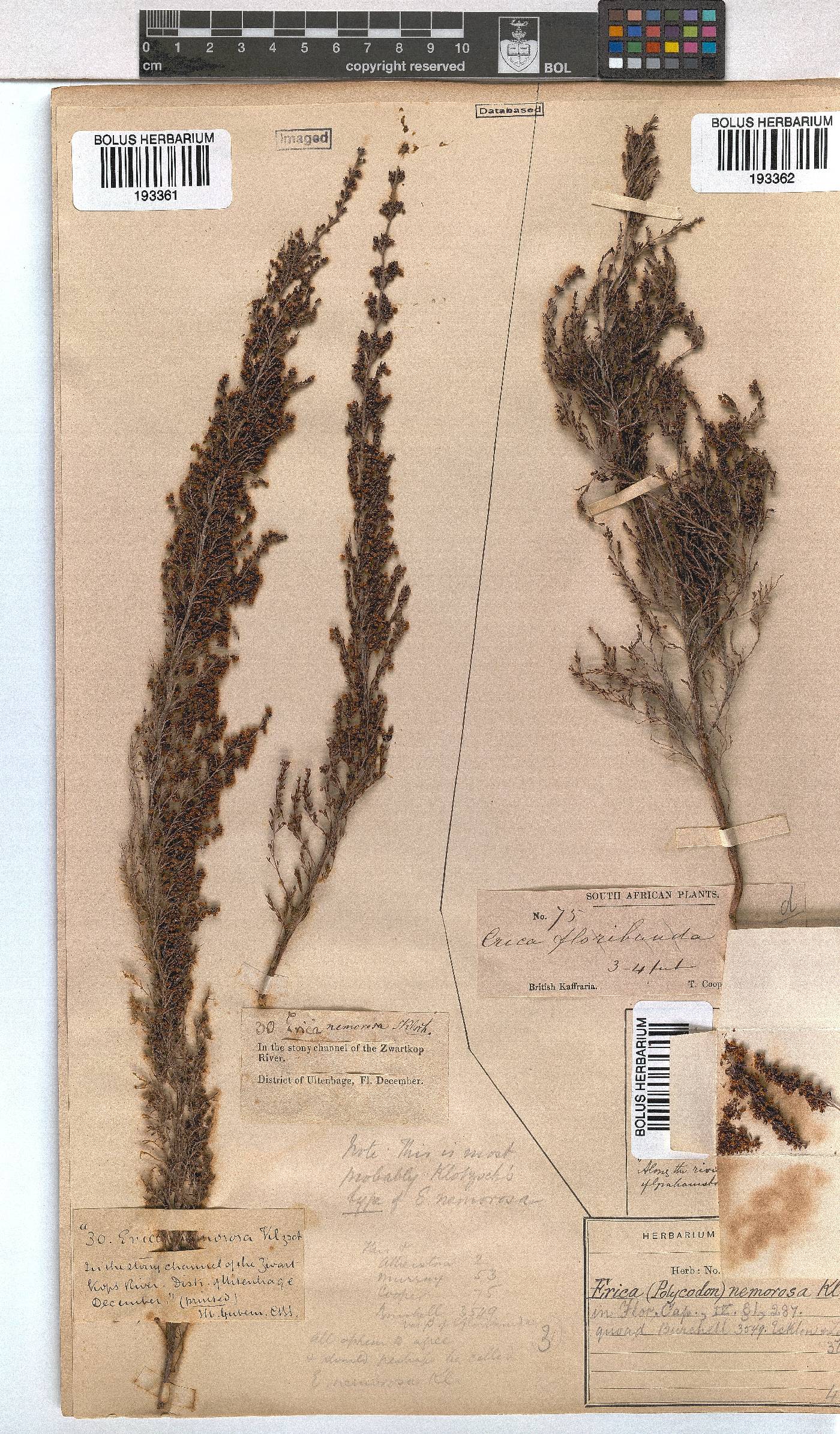 Erica nemorosa image