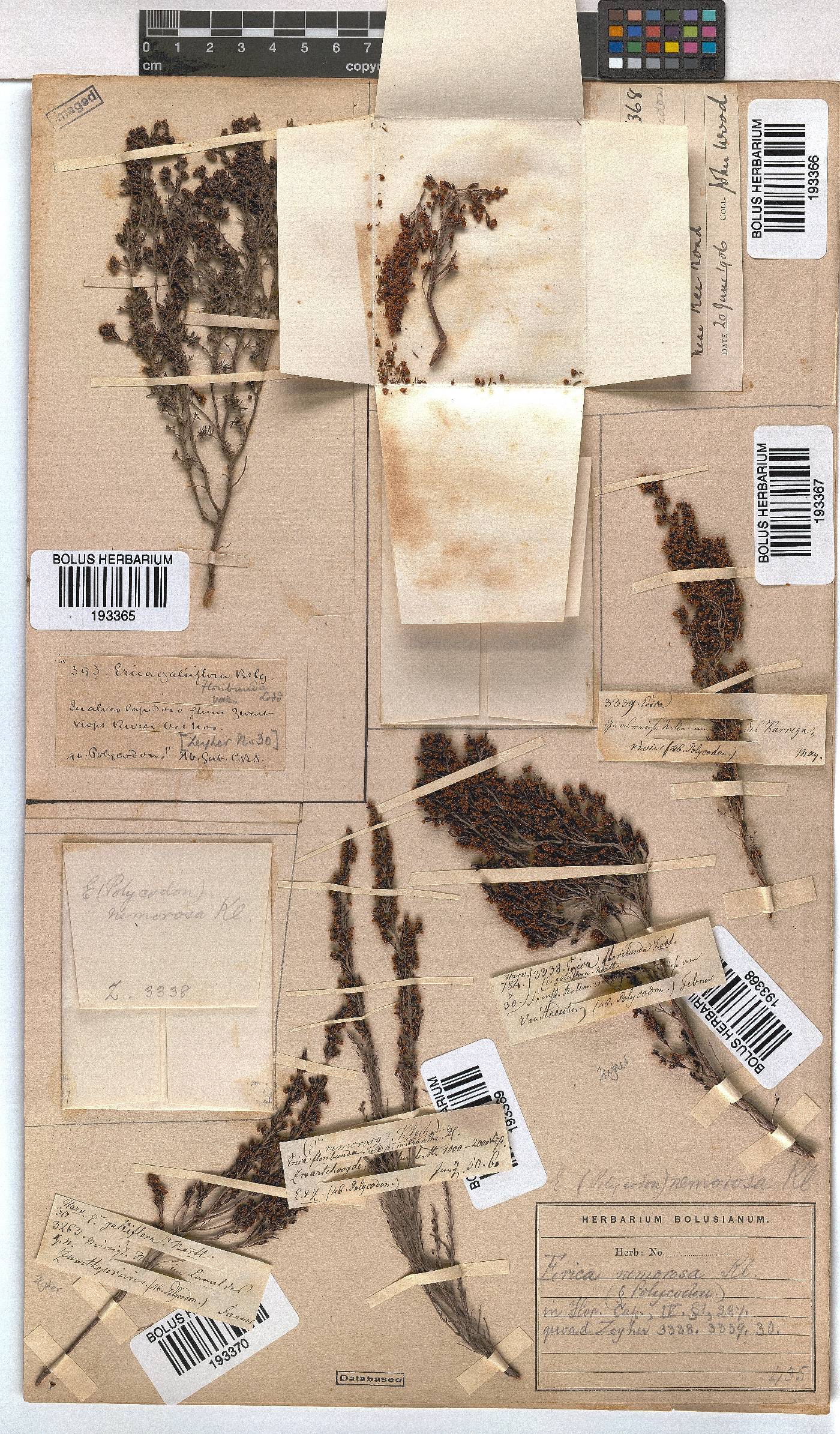 Erica nemorosa image