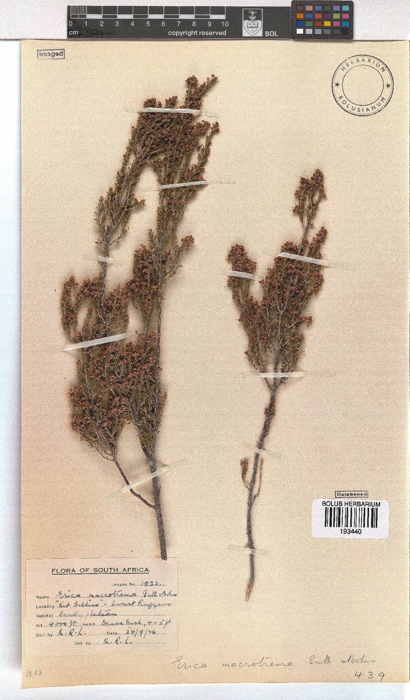 Erica macrotrema image